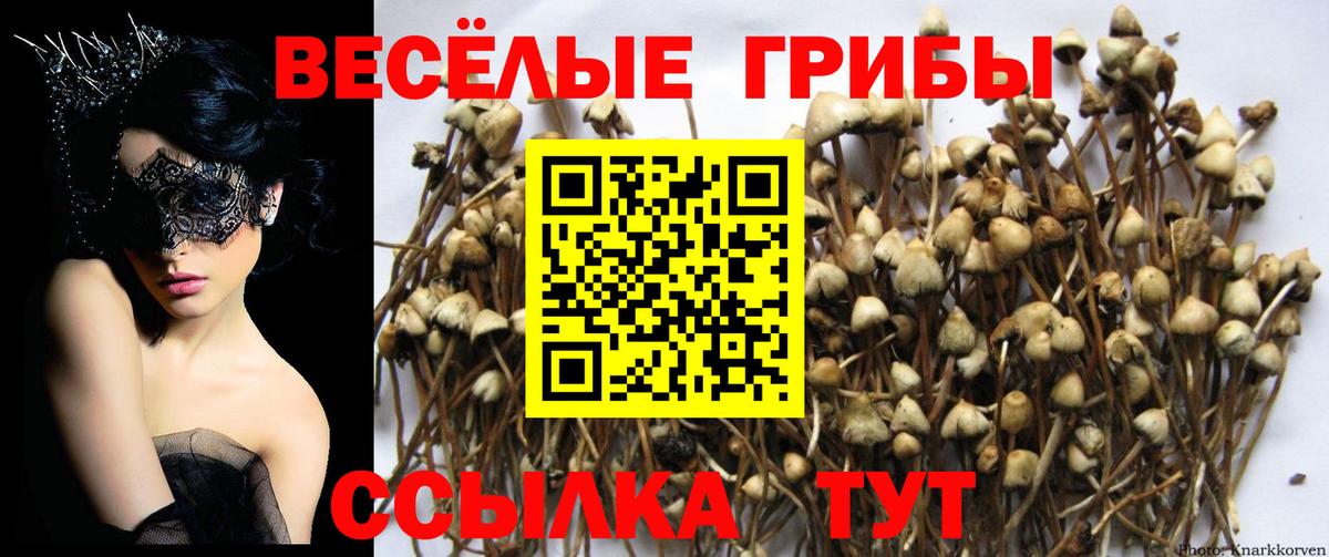 Галлюциногенные грибы мухоморы Будённовск